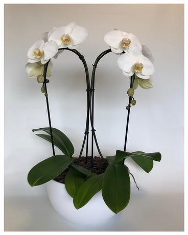 Waterfall Plant