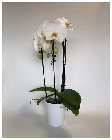 Standard size, 20 inches height and 14 inches wide.
