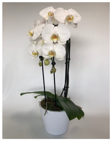 Waterfall Duet Deluxe Plant