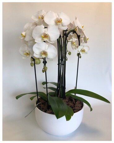 Quartet Plant