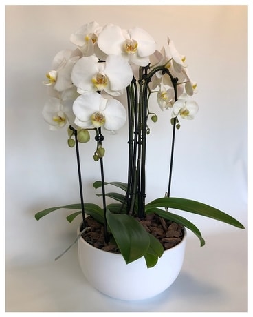 Quartet Plant