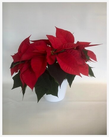 Poinsettia Plant