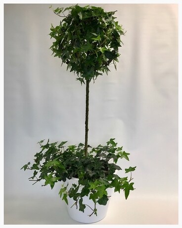 Ivy Topiary Plant