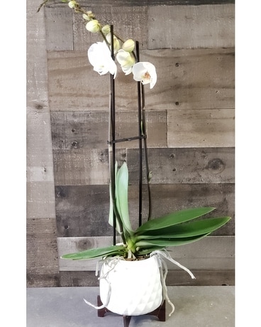 Awesome Orchid Deluxe Plant
