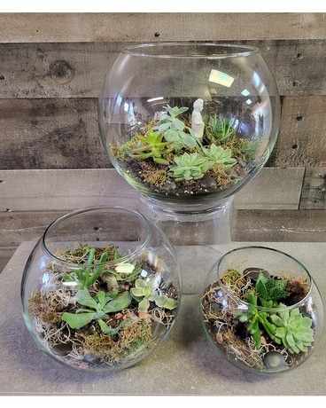 Succulent  Terririum Plant