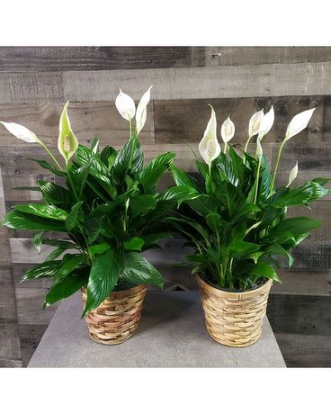 Peace Lilly Plant