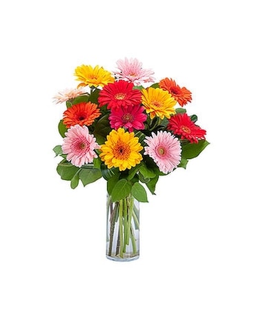 Shelby Grand Gerbera Flower Arrangement