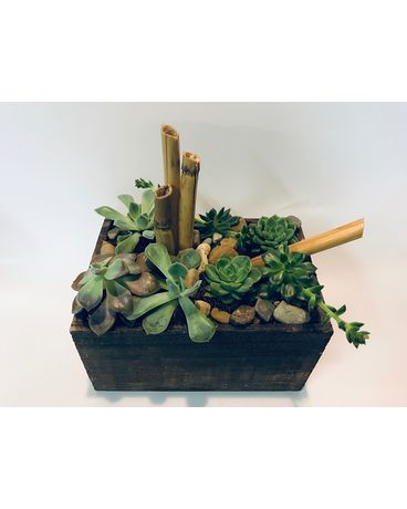 Peaceful Zen Succulent Garden