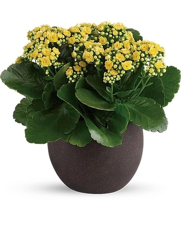 Forever Kalanchoes Flower Arrangement