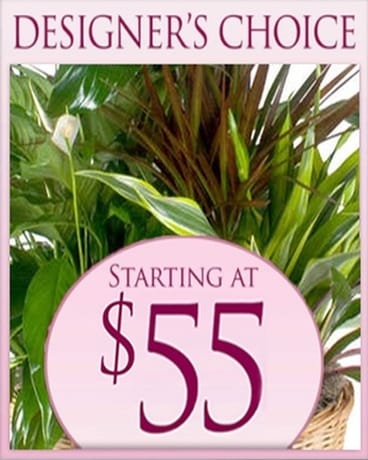 Designer's Choice Planter $55.00 Plant