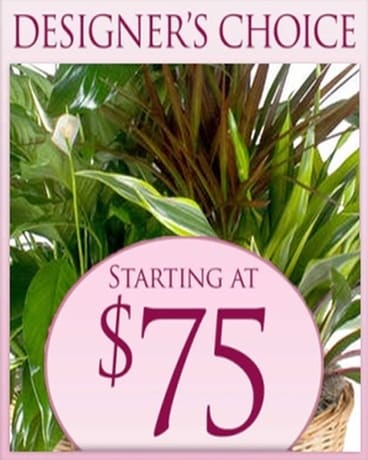 Designer's Choice Planter $75 Plant