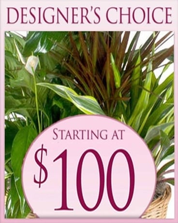 Designer's Choice Planter $100 Plant