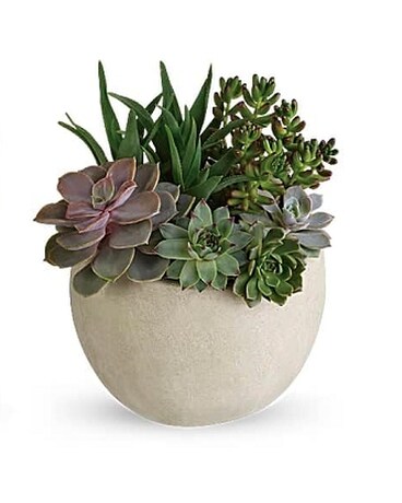 Desert Beauty Succulent Garden Plant