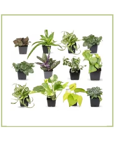 4” Pickup Special of Assorted House Plants Flower Arrangement