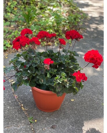 Potted Red Geranium Plant