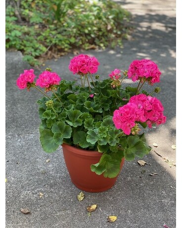 Potted Pink Geranium Plant