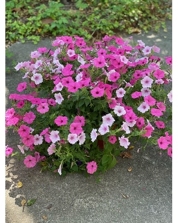 Potted Petunia - Assorted Plant