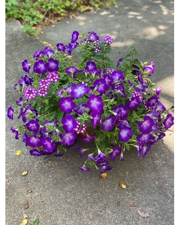Purple Potted Petunias Plant