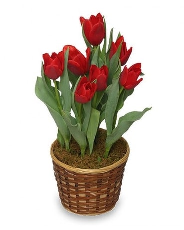 Potted Tulips Custom product