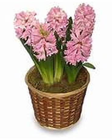 Potted Hyacinth Plant Custom product