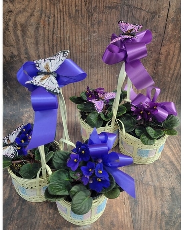 African Violets Flower Arrangement