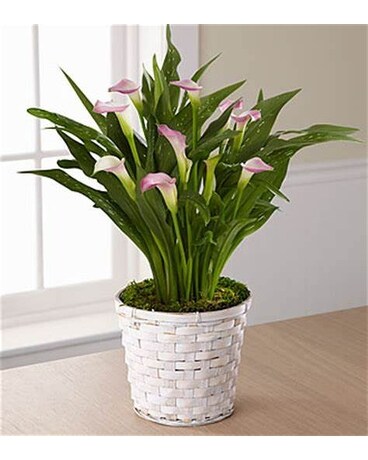 Potted Calla Lily Plant Plant