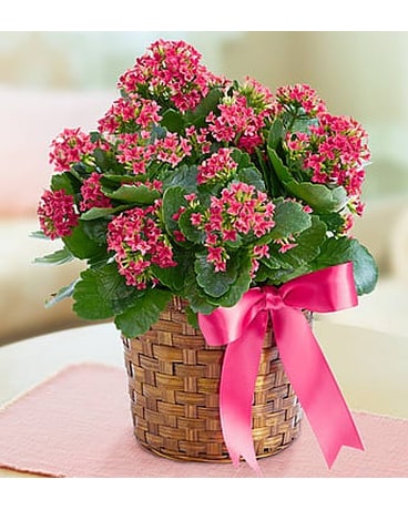 Kalanchoe Plant Plant