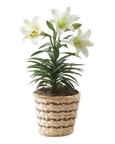 Easter Lily Custom product
