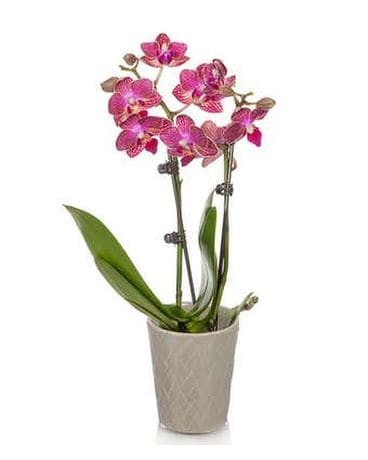 Orchid Plant Custom product