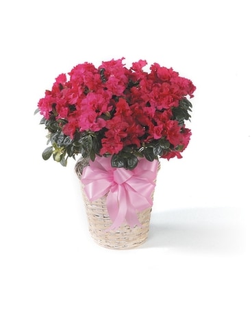 Potted Azalea Plant Custom product