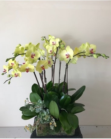 Signature Arrangement Flower Arrangement
