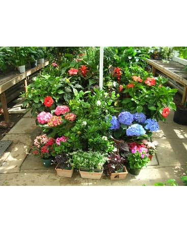 Plants Delivery Brooklyn NY - David Shannon Florist & Nursery