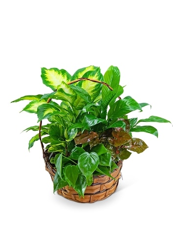 Dish Garden in Basket Plant