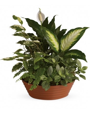 Dish Garden in Ceramic Plant