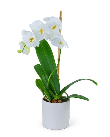 White Orchid Plant Plant