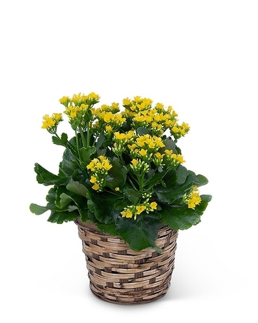 Kalanchoe Plant Plant
