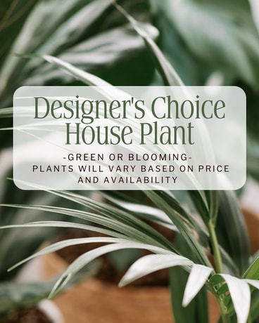 Designer's Choice Indoor Plant Custom product
