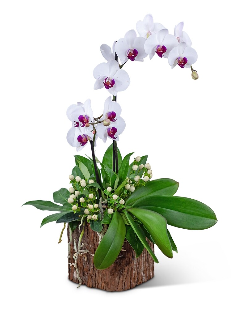 Majestic Phalaenopsis Orchid in Lakehurst NJ - Colonial Bouquet