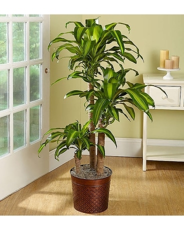 Mass Cane Plant