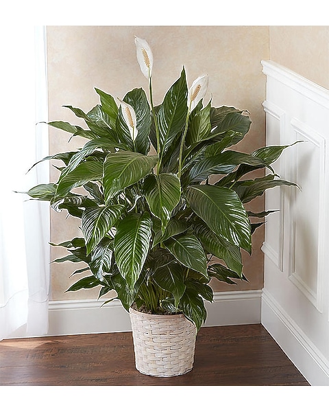Large Peace Lily
