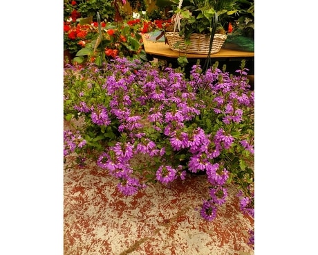 Scaevola Hanging Basket Plant