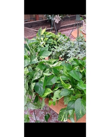 Indoor Hanging Plant Flower Arrangement