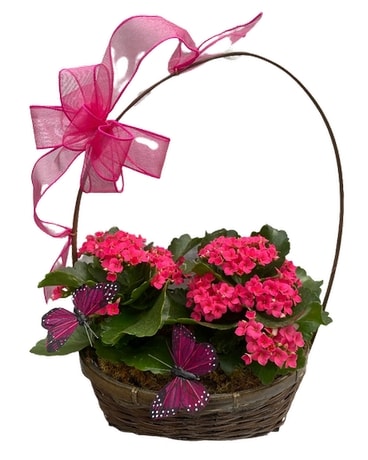 Kalanchoe and Butterflies Plant