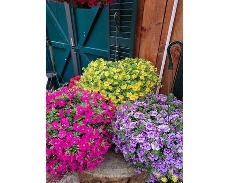 Mini Petunia Hanging Basket Flower Arrangement