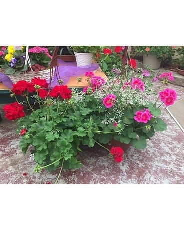 Calliope Large Lavender or Dark Red Hanging Basket Plant