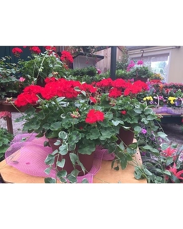 Rocky Mountain Geranium with Vinca Plant