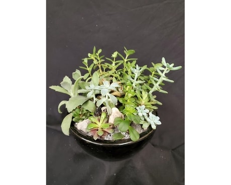 Succulent Garden Flower Arrangement