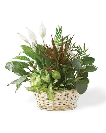 Dish Garden Dish Garden Plant