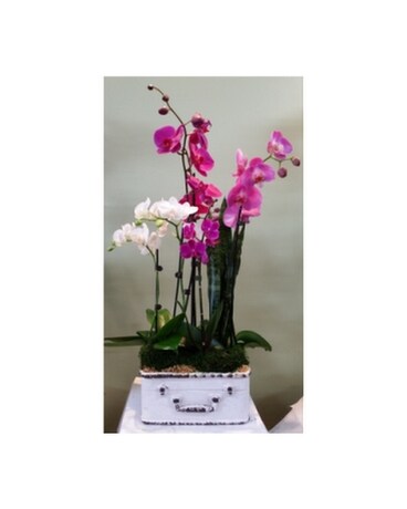 Orchid100
