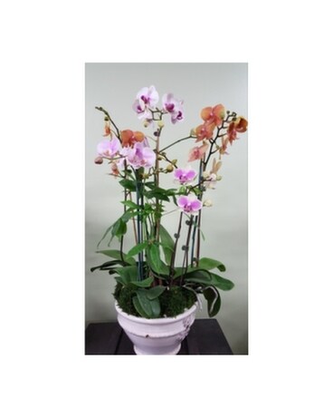 Orchid101